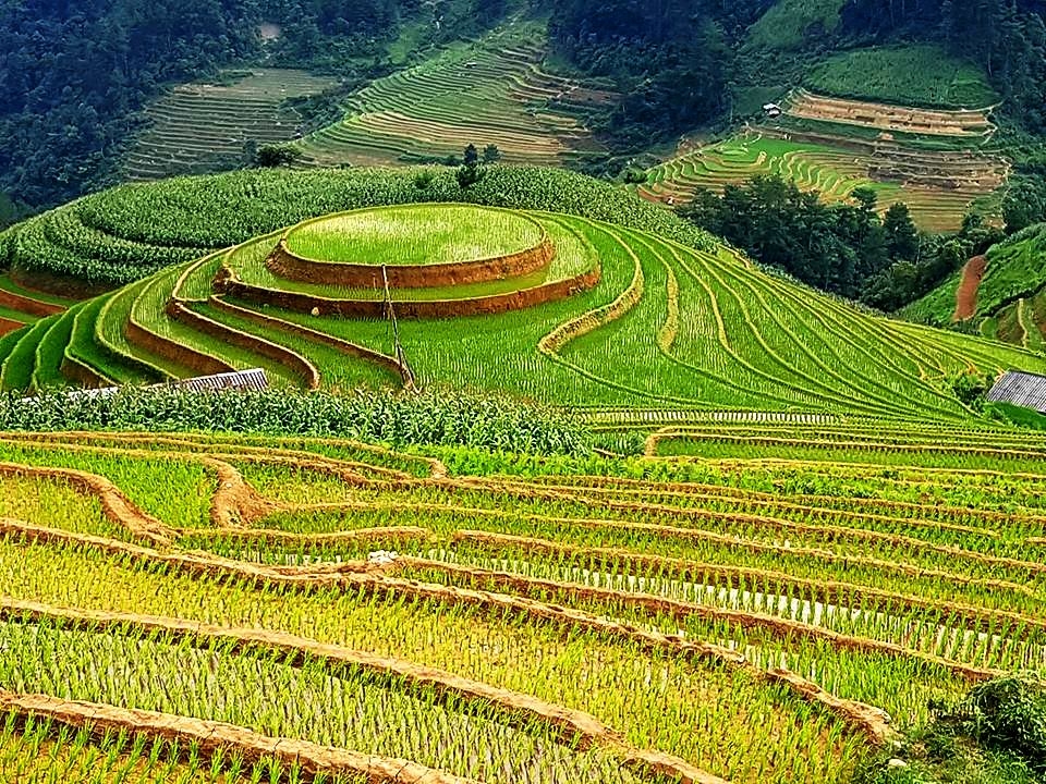 Thời điểm ngắm ruộng bậc thang Mù Cang Chải đẹp nhất